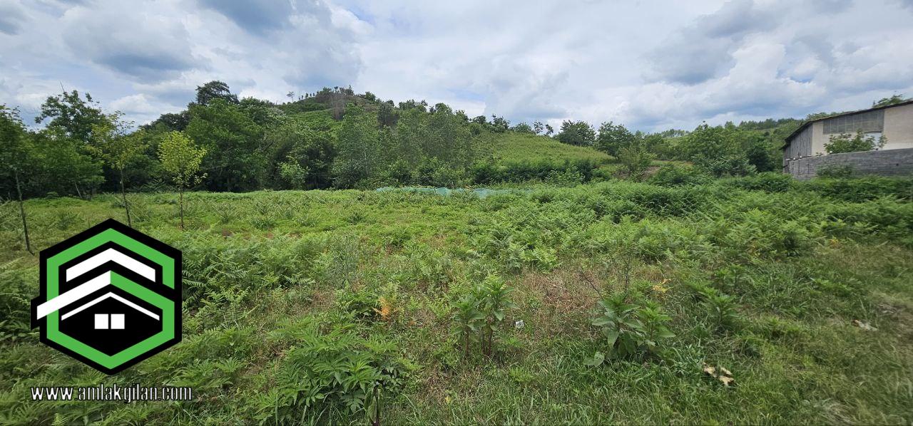 زمین مسکونی با درختان میوه شمال، اطاقور 2400 متری _ کد 31369