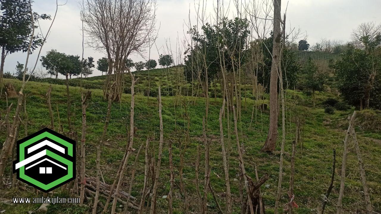 زمین 200 متری در اطاقور _ کد 41103