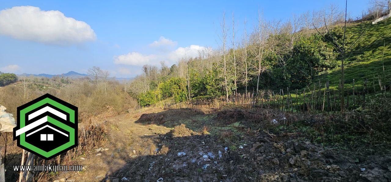 زمین باغی لنگرود اطاقور 1021 متری_ کد 41197