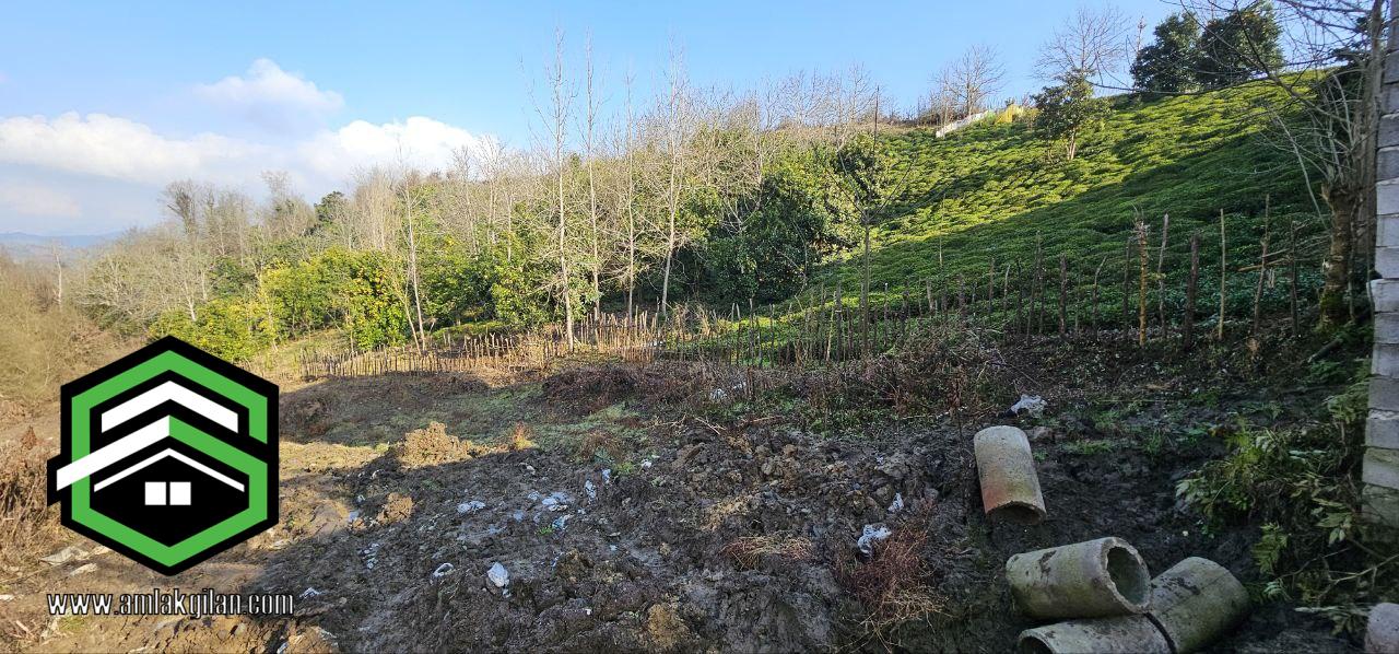 زمین باغی لنگرود اطاقور 1021 متری_ کد 41197